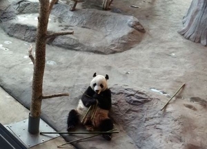 Панды приносят большую прибыль зоопарку в Эхтяри