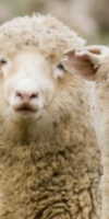 Эко-овечки получили приз от министра окружающей среды