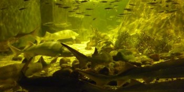 «MARETARIUM» аквариумный комплекс в Котке
