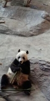 Панды приносят большую прибыль зоопарку в Эхтяри