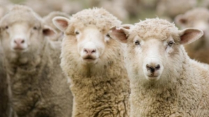 Эко-овечки получили приз от министра окружающей среды